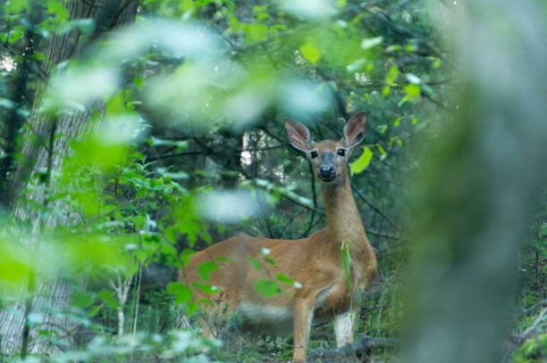Jade Venison